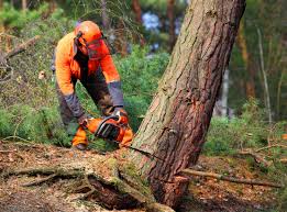 How Our Tree Care Process Works  in  Ocean Ridge, FL