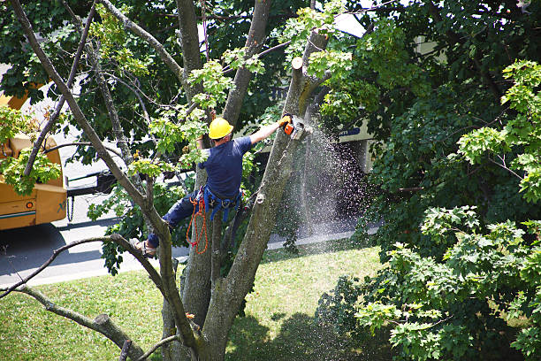 Professional Tree Services in Ocean Ridge, FL